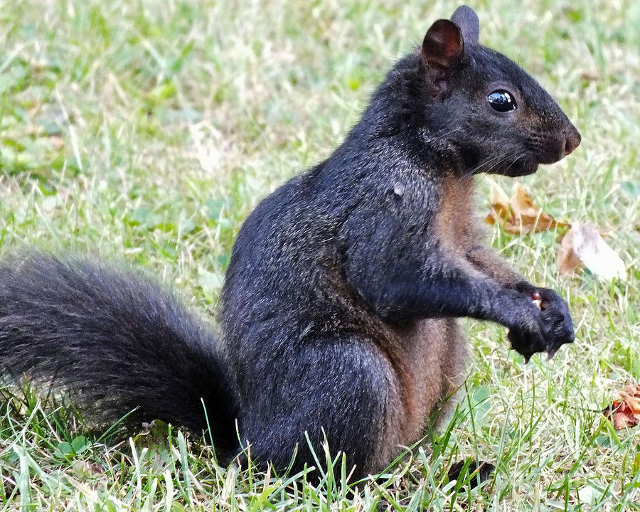 Wildlife Photograph - Black Squirrel by Tabatha Knox