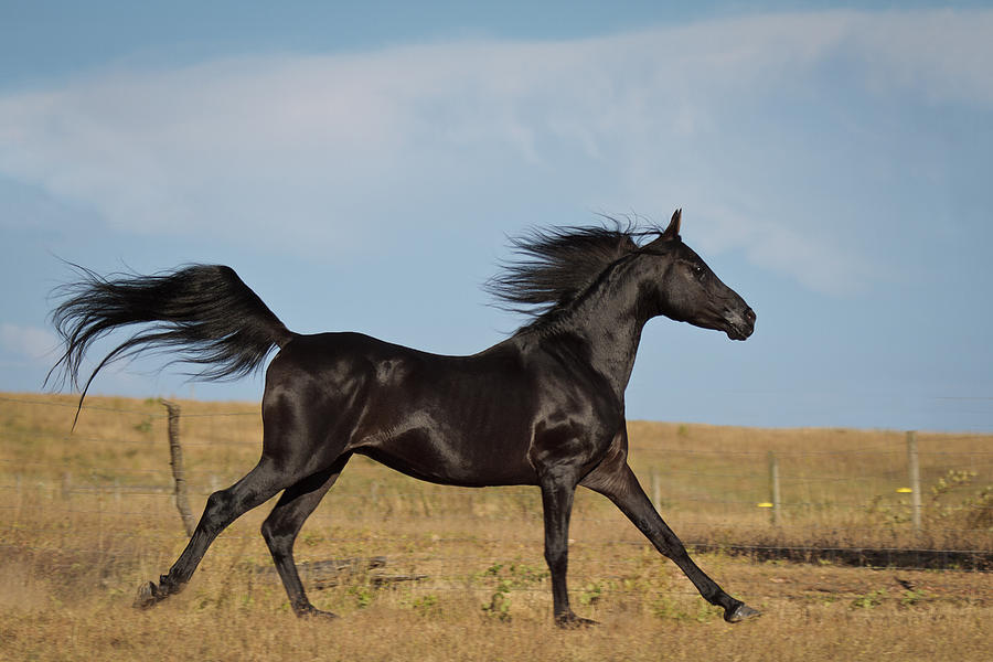 Black Stallion Photograph by Wes and Dotty Weber