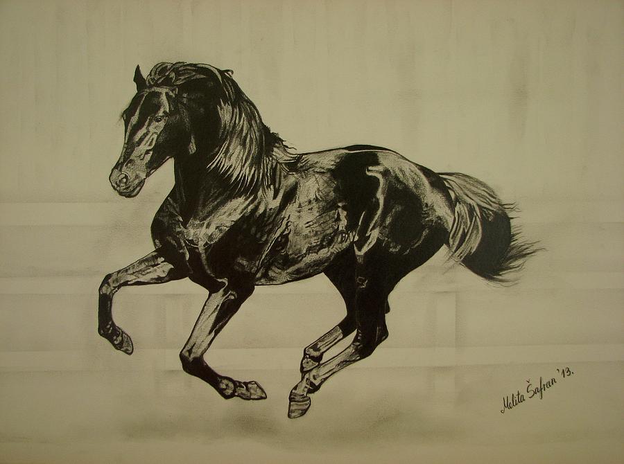 Black stallion Drawing by Melita Safran Fine Art America