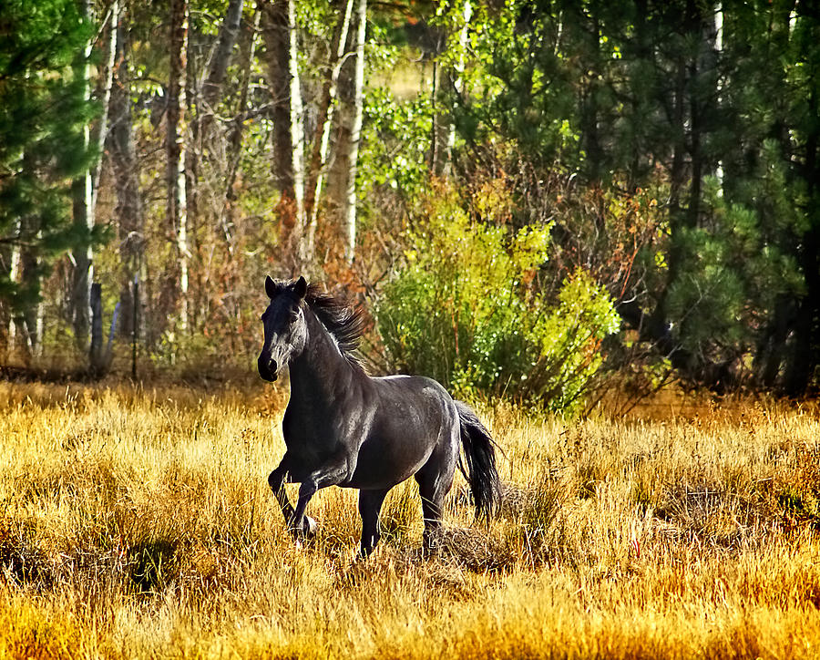 Black Stallion Runs Free Photograph by Abram House