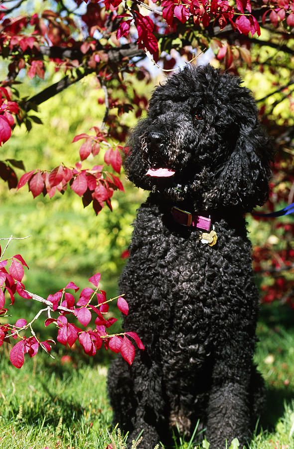 Black Standard Poodle Photograph by Jeanne White