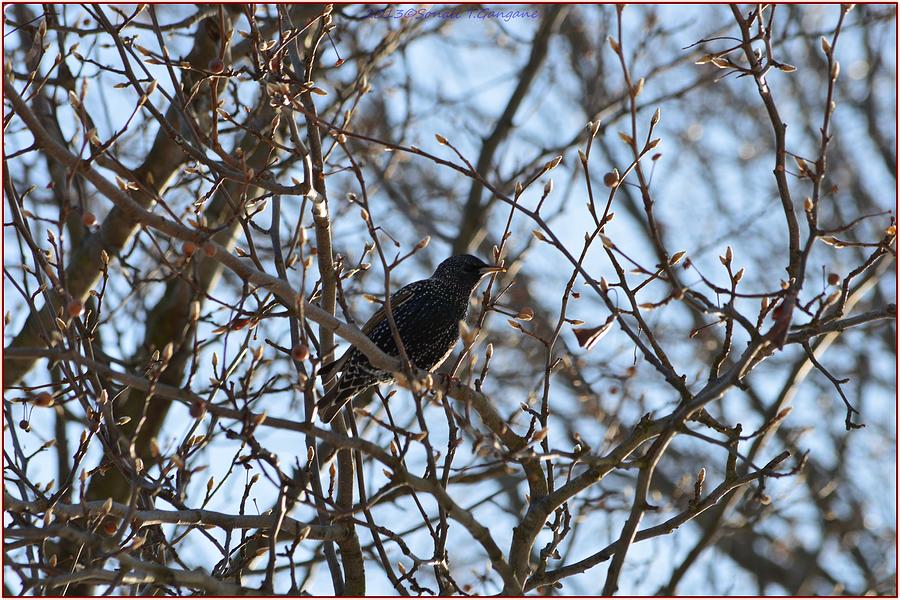 Starlings Photograph - Black  Starling by Sonali Gangane