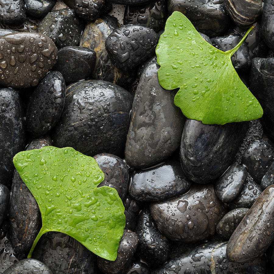 Pebbles Photograph - Black Stones And Ginko Leaves Square by Steve Gadomski