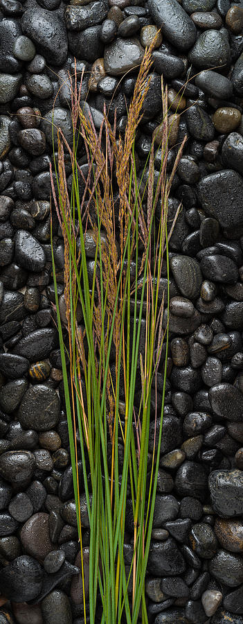 Black Stones And Grasses Photograph