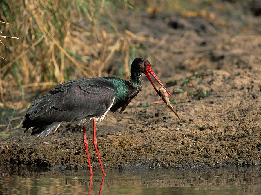 Black Stork Feeding Photograph by Nigel Dennis