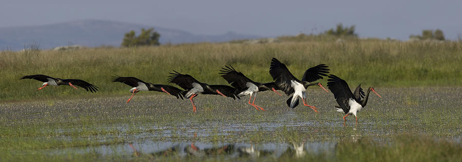 Black Stork, Ciconia nigra, landing, photomontage. Photograph by Tony Mills