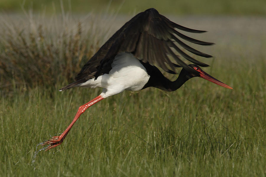 Black Stork, Ciconia nigra, taking off. Photograph by Tony Mills