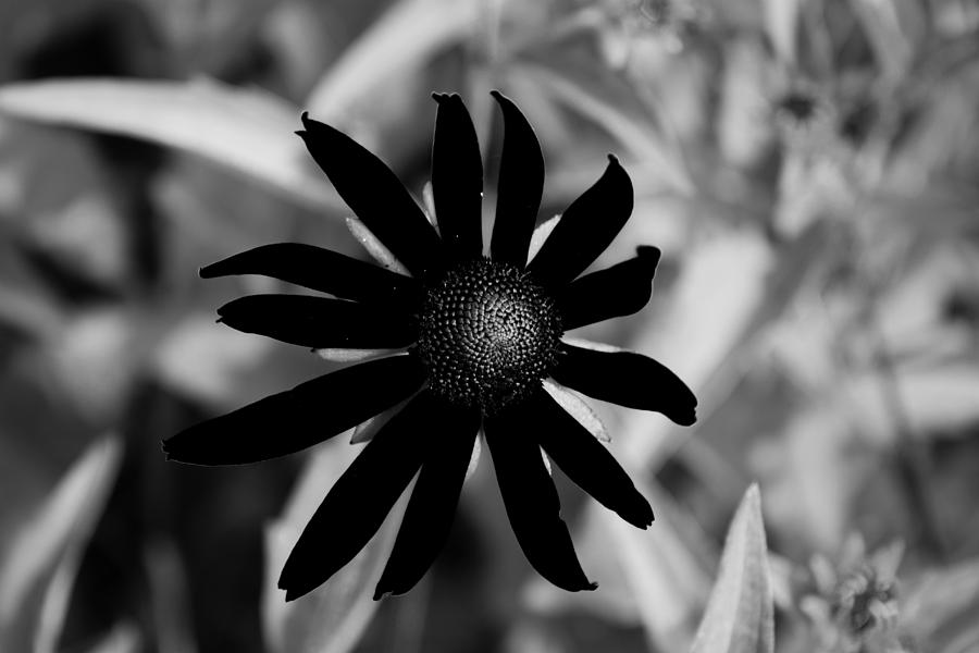 Flower Photograph - Black Susan by Jose Torres