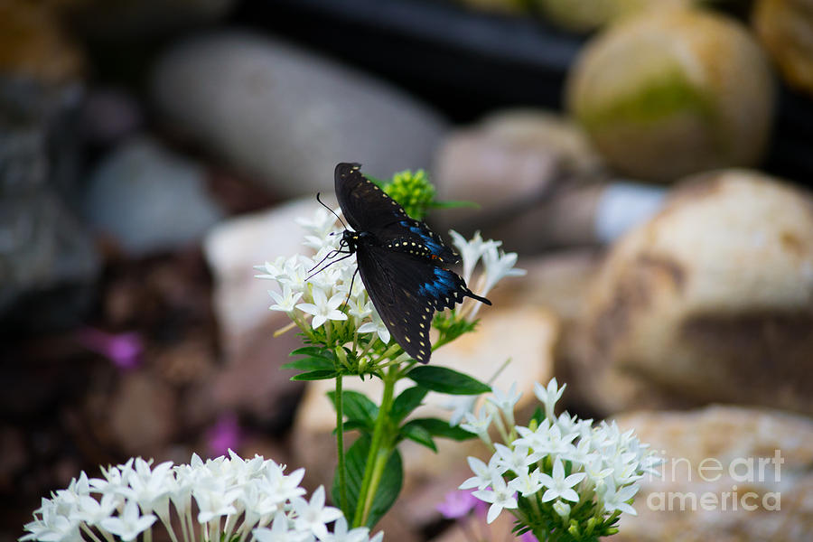 Black Swallowtail Photograph by Angela DeFrias