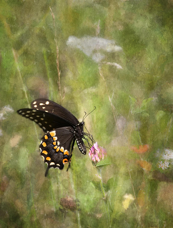 Black Swallowtail Beauty Photograph by Dale Kincaid