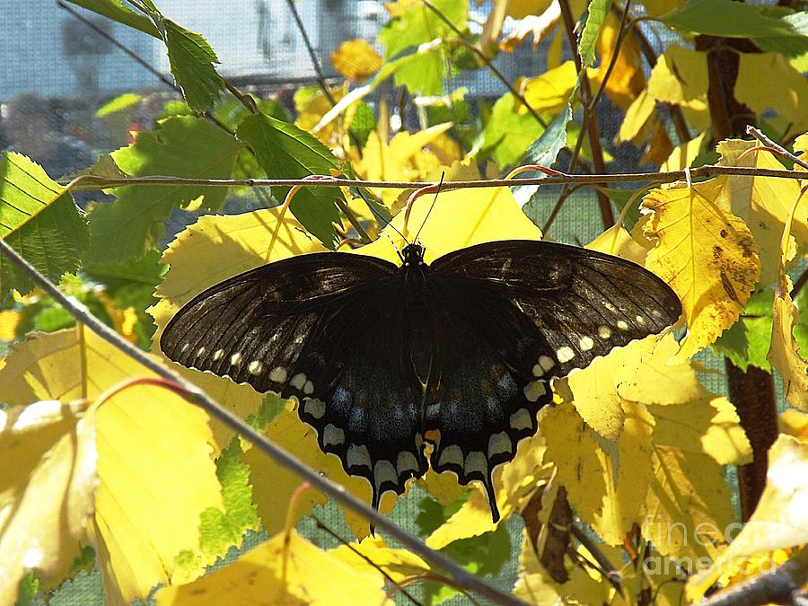 Black Swallowtail Butterfly Photograph by Deb Schense