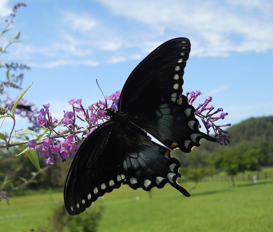 Black Swallowtail Butterfly Photograph by Dorothy Maier