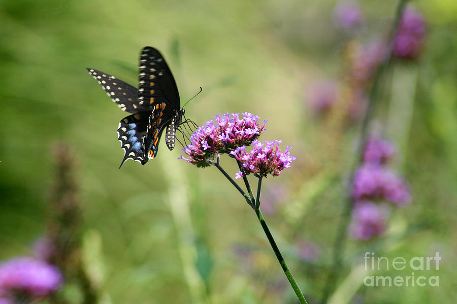Black Swallowtail Butterfly in Field Photograph by Karen Adams