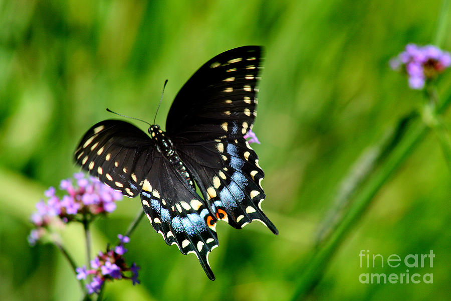 Black Swallowtail Butterfly in Garden Photograph by Karen Adams