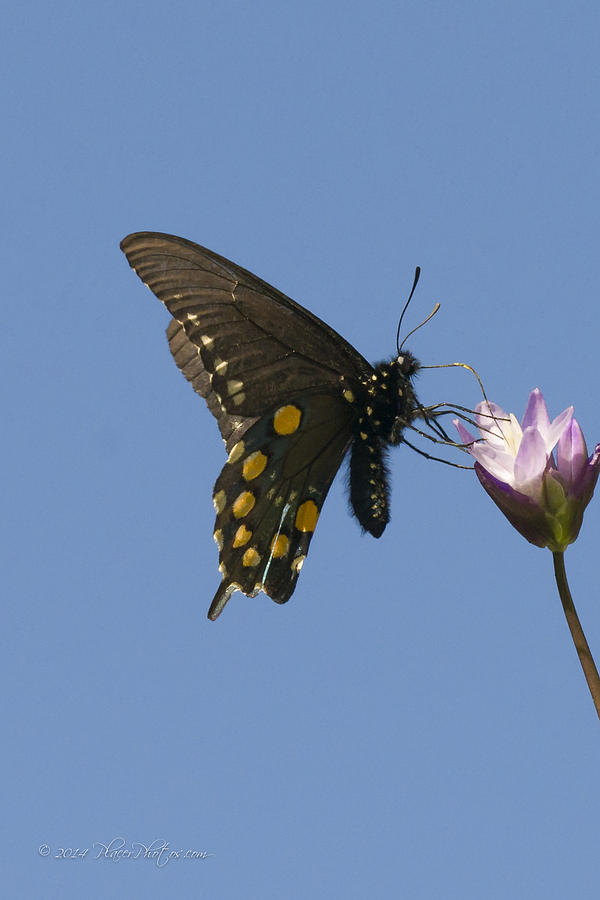 Pipevine Swallowtail Butterfly #4 Photograph by Jim Thompson