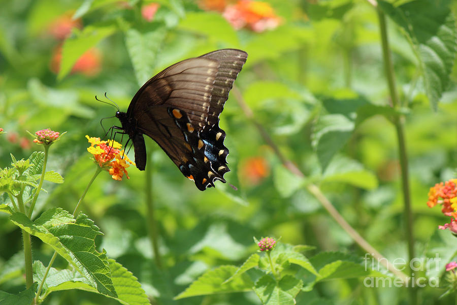 Butterfly Photograph - Black Swallowtail Butterfly by Jackie Farnsworth