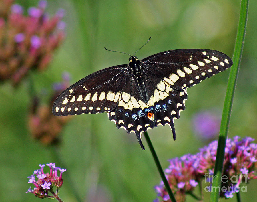 Black Swallowtail Butterfly  Photograph by Karen Adams