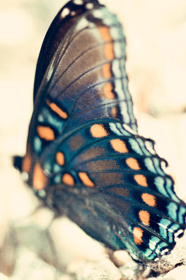 Butterfly Photograph - Black Swallowtail Butterfly by Kim Fearheiley