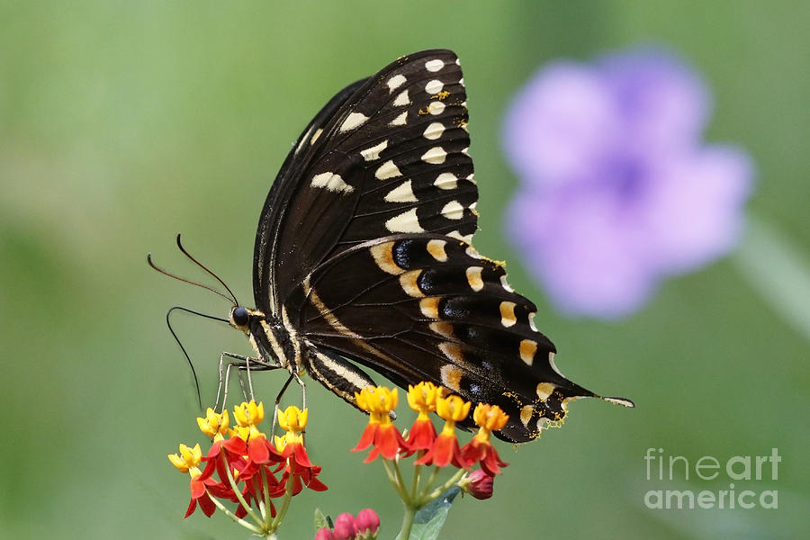 Black Swallowtail Butterfly Photograph by Luana K Perez