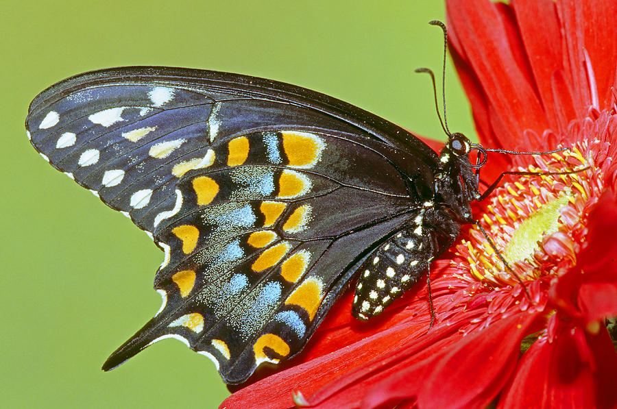 Butterfly Photograph - Black Swallowtail Butterfly by Millard H. Sharp
