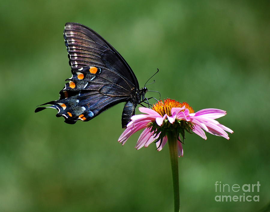 Black Swallowtail Butterfly on a Coneflower Photograph by Catherine Sherman