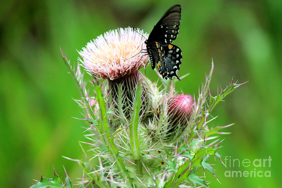Black Swallowtail Butterfly on Thistle Photograph by Kathy  White