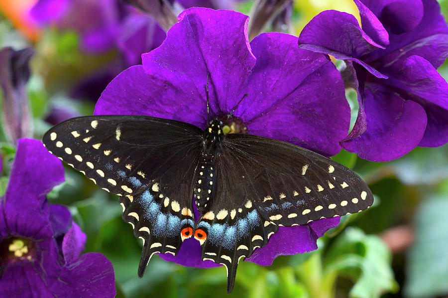 Butterfly Photograph - Black Swallowtail Butterfly, Papilio by Darrell Gulin