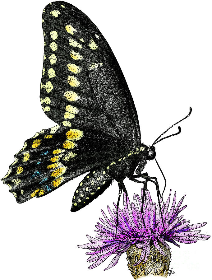 Black Swallowtail Butterfly Photograph by Roger Hall