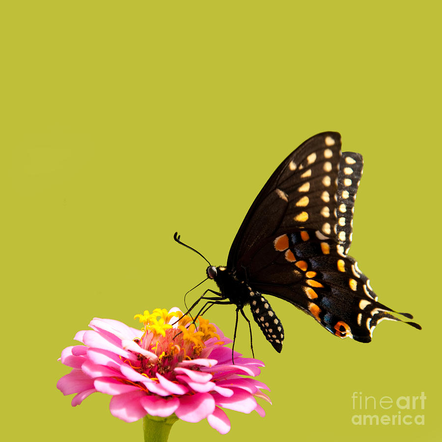 Black Swallowtail Butterfly Photograph by Sari ONeal