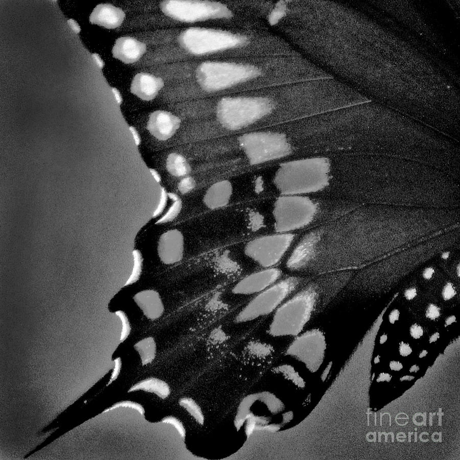 Black Swallowtail Butterfly Wing Black White Square Photograph by Karen Adams