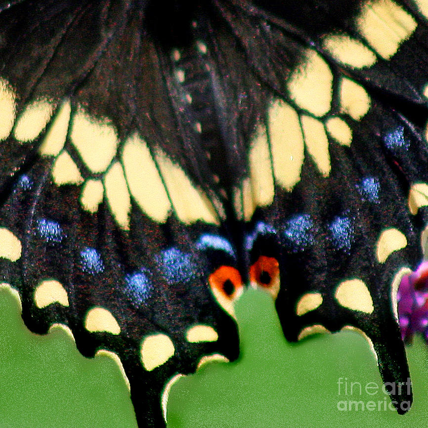 Black Swallowtail Butterfly Wing Square 2 Photograph by Karen Adams