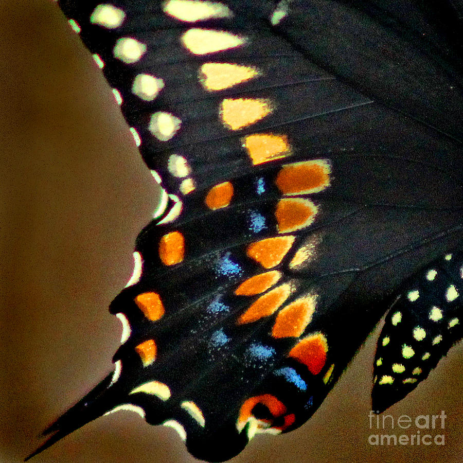 Black Swallowtail Butterfly Wing Square Photograph by Karen Adams