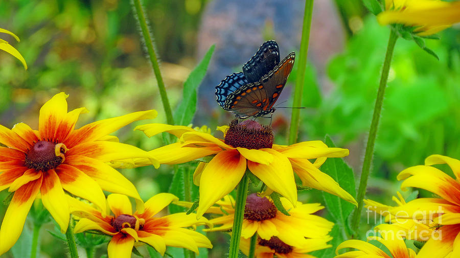 Black Swallowtail Butterfly With Gloriosa Daisies Photograph by Kay Novy