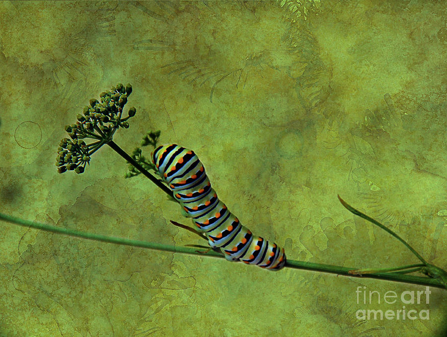Black Swallowtail Caterpillar Photograph by Judi Bagwell