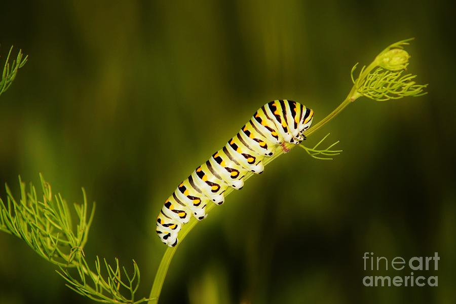 Black Swallowtail Caterpillar Photograph by Lynda Dawson-Youngclaus