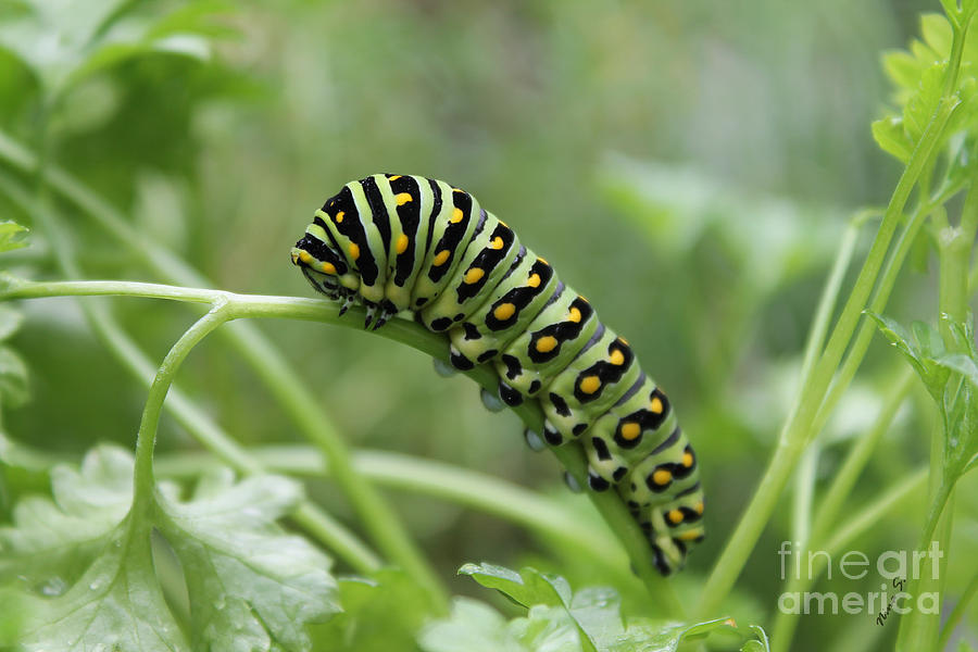 Black Swallowtail Caterpillar Photograph by Nina Silver