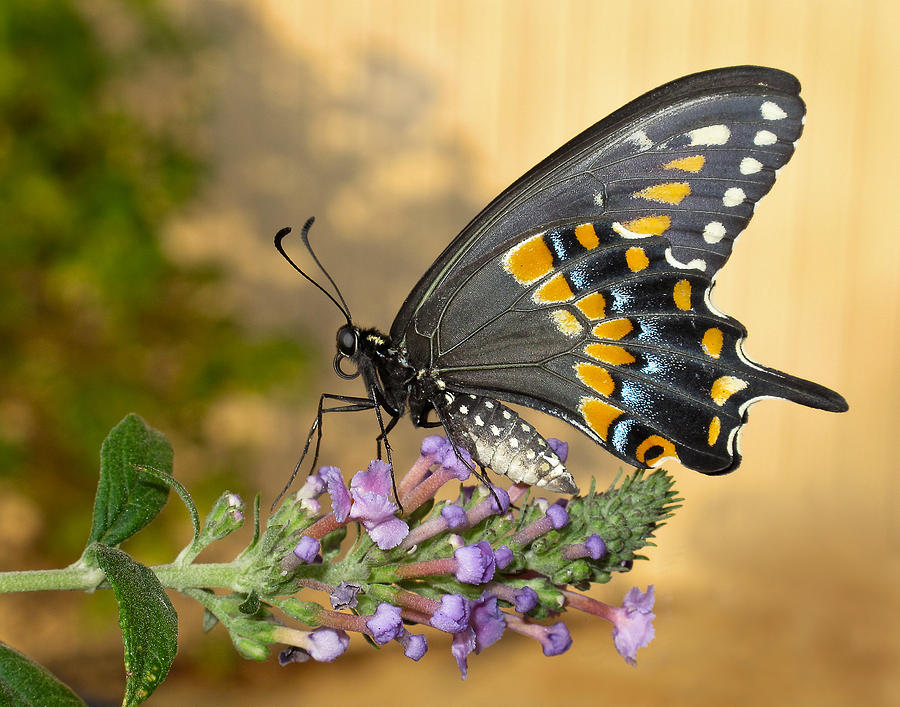 Butterfly Photograph - Black Swallowtail by David and Carol Kelly