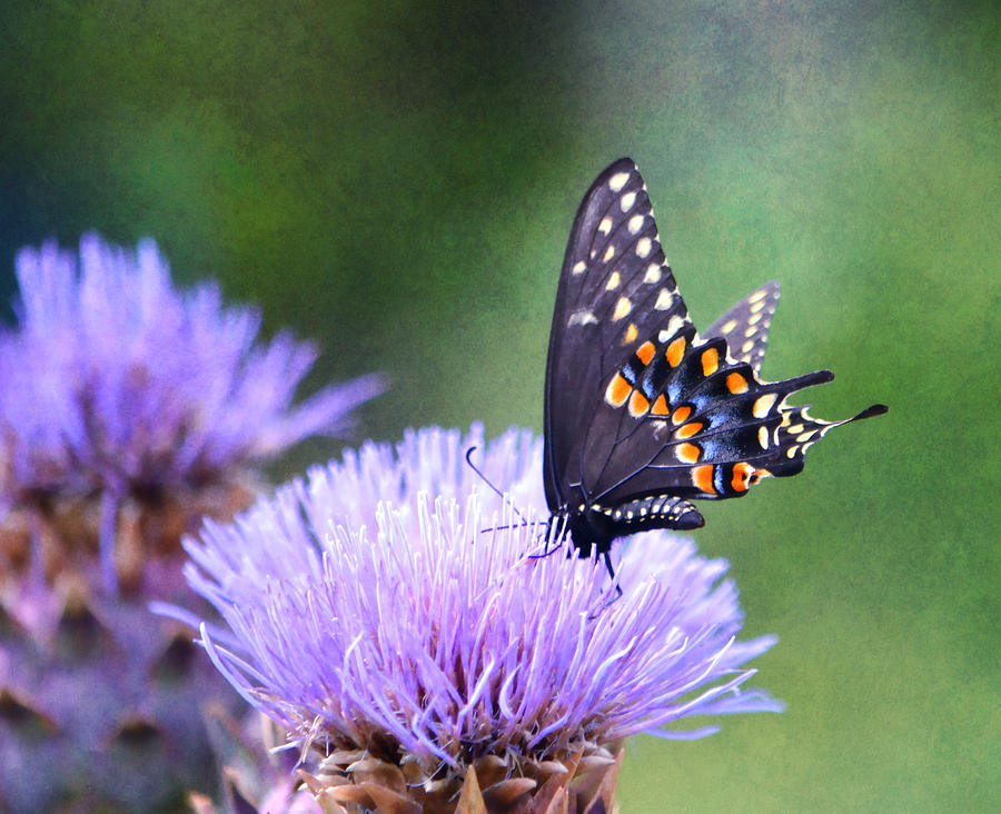 Black Swallowtail Photograph by Deena Stoddard