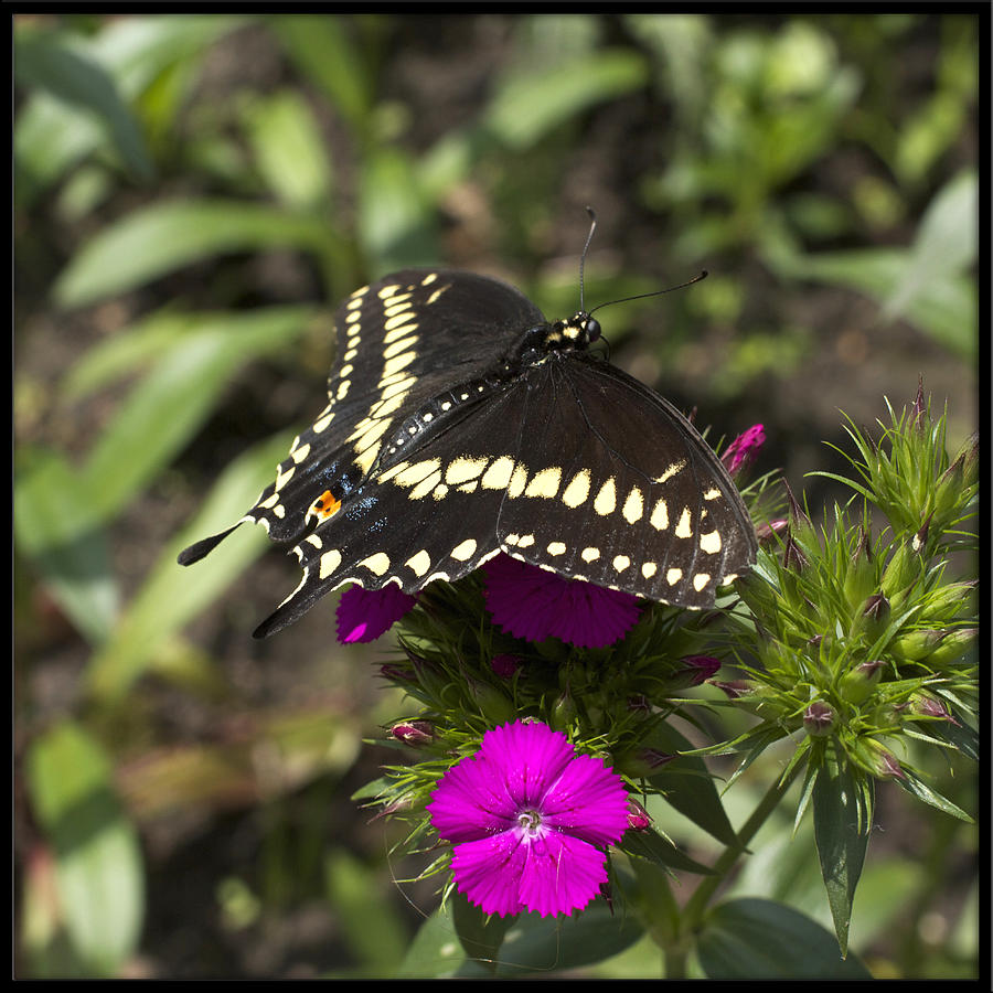 Black Swallowtail Photograph by Hermes Fine Art
