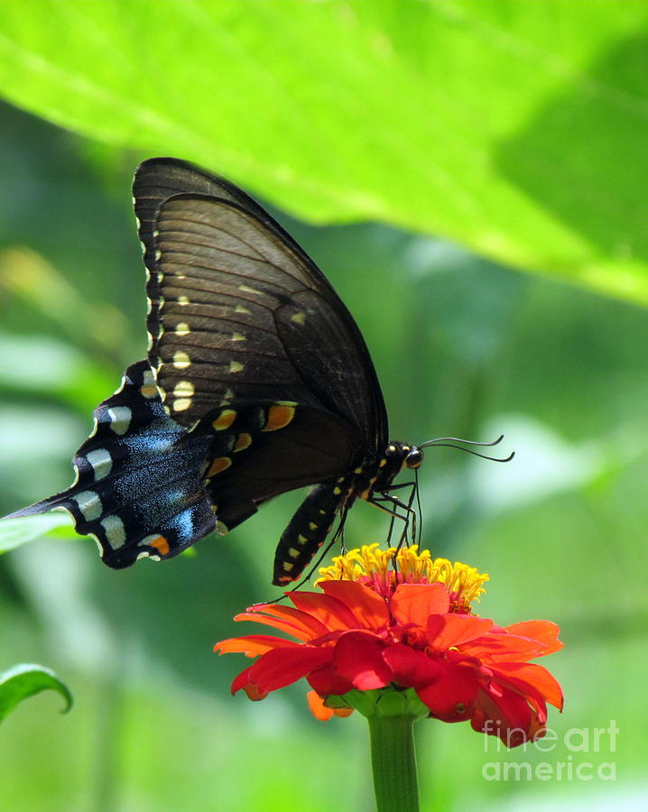 Black Swallowtail III Photograph by Lili Feinstein