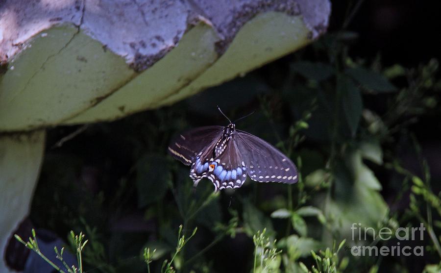 Black Swallowtail in flight Photograph by Yumi Johnson