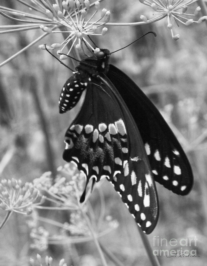 Insects Photograph - Black Swallowtail by Iris Richardson
