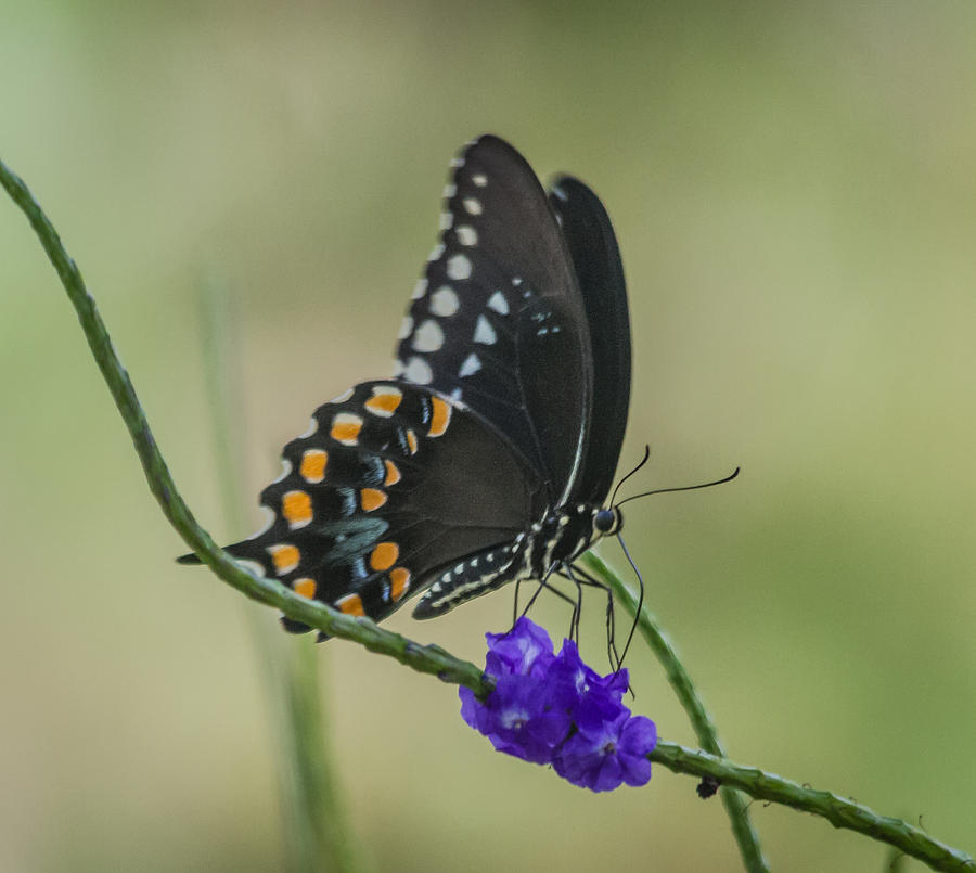 Black Swallowtail Photograph by Jane Luxton