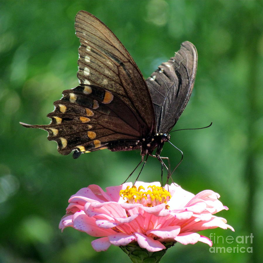 Black Swallowtail Photograph by Lili Feinstein
