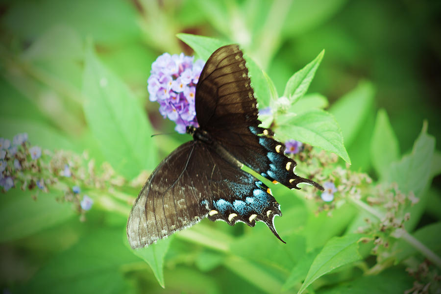 Black Swallowtail Photograph by Michael Porchik