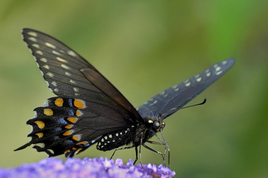 Black Swallowtail on a Buddleia Photograph by Bradford Martin
