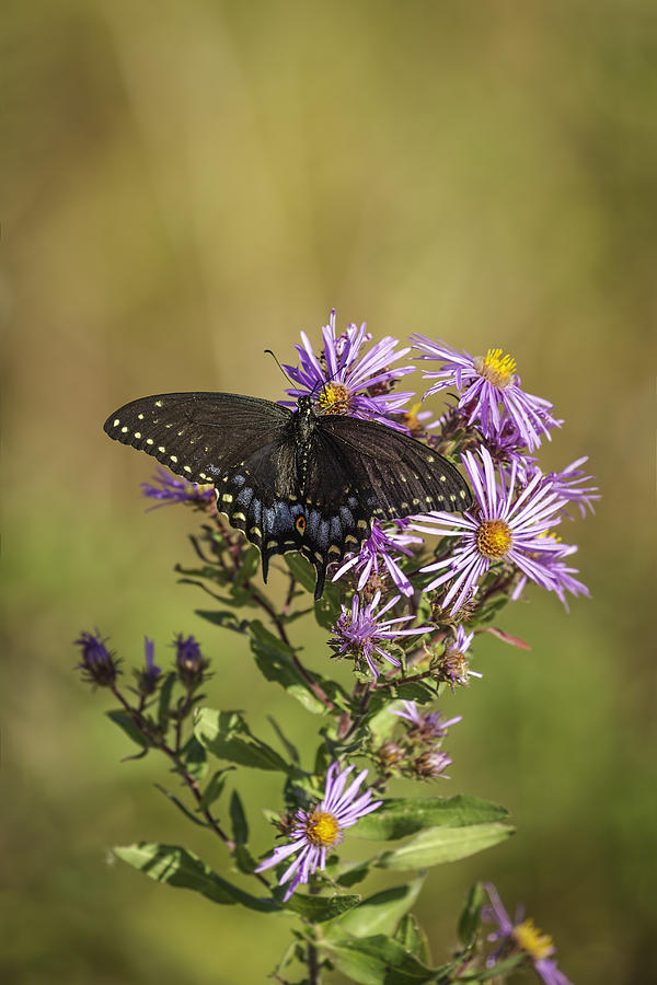 Butterfly Photograph - Black Swallowtail on Aster Flower 1 by Thomas Young