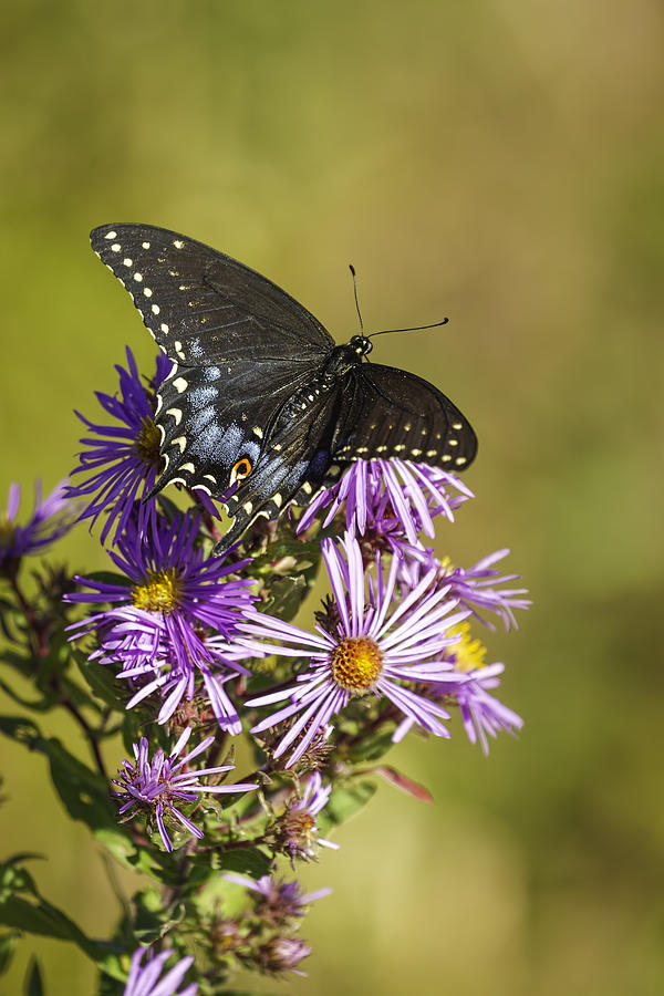 Butterfly Photograph - Black Swallowtail on Aster Flower 2 by Thomas Young