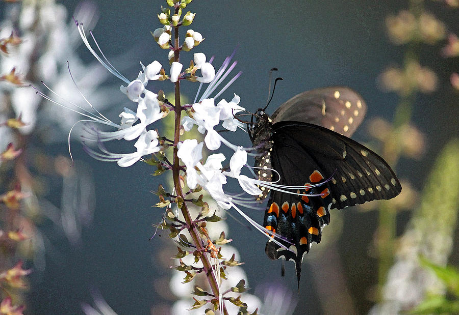 Black Swallowtail on Cats Whiskers Photograph by Suzanne Gaff