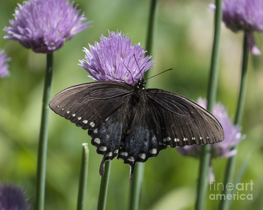 Black Swallowtail on Chives Photograph by Lili Feinstein